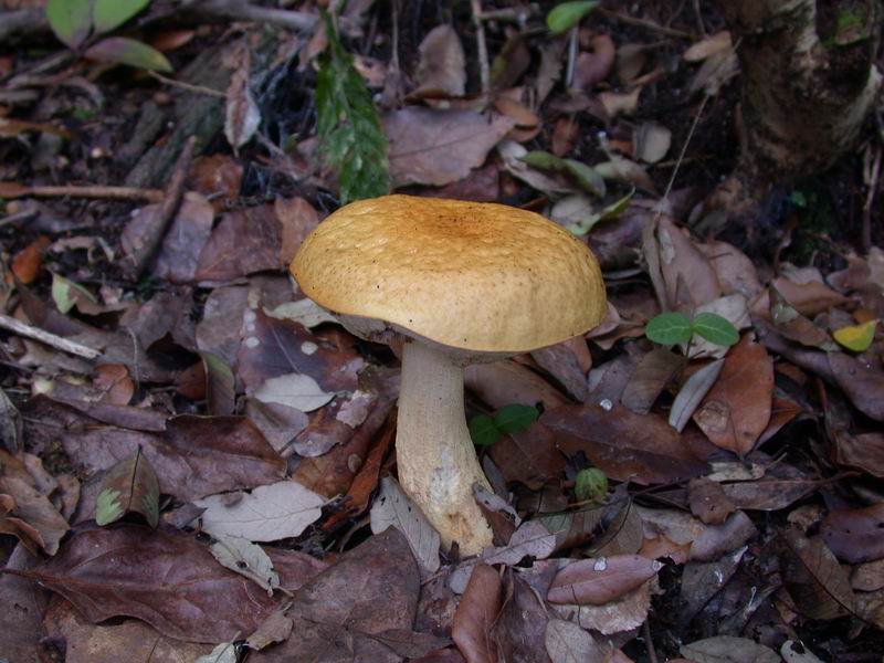 Escursione autunnale in Corsica - 3